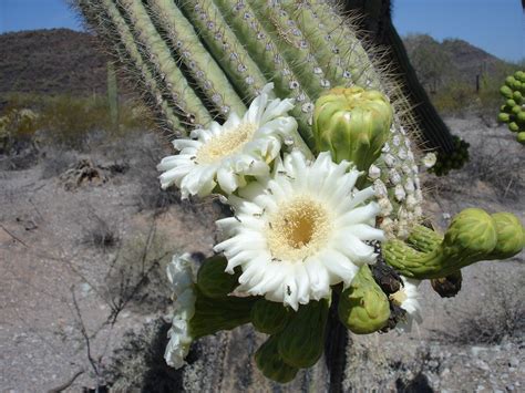 Saguaro Cactus In Bloom Saguaro Cactus Cactus Blooming Cactus