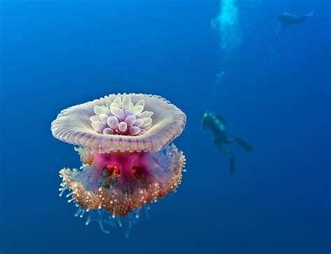 Beautiful Jellyfish Deep Sea Creatures Ocean Creatures Jellyfish