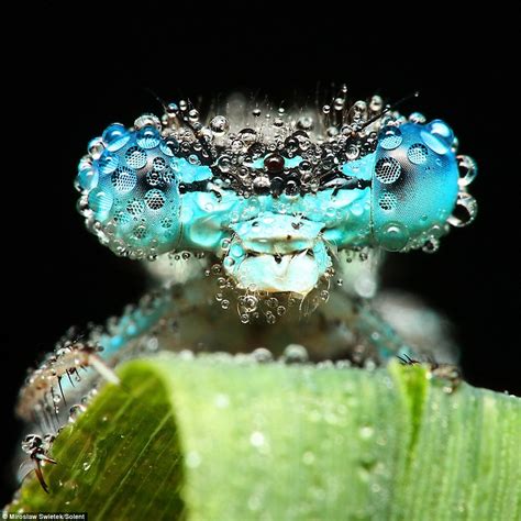 The Stunning Pictures Of Sleeping Insects Covered In Early Morning Dew