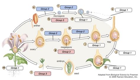 Mastering Bio Angiosperm Life Cycle Diagram Quizlet