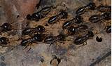 Pictures of Pics Termites