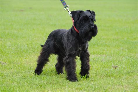 She's a beautiful black miniature schnauzer, with a gorgeous temperament, who loves having lots of cuddles. Black miniature schnauzer puppies boys only | Ipswich, Suffolk | Pets4Homes