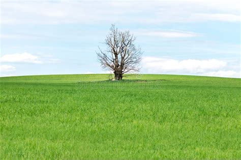 A Lifeless Tree In A Feld Stock Photo Image Of Meadow 92970302
