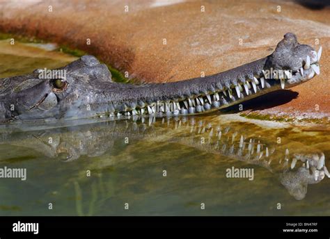 Gharial Snout High Resolution Stock Photography And Images Alamy
