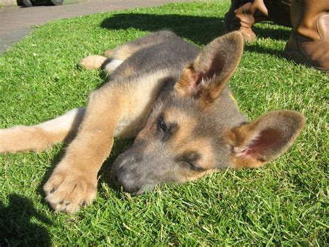 Okamipowder Blue Male German Shepherd Pup Notice Grey Sheen To