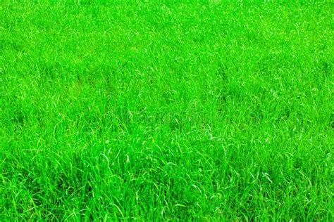Very Bright And Green Grass Background In Summer Day Stock Image