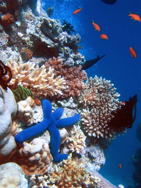 Coral Reef Wikipedia