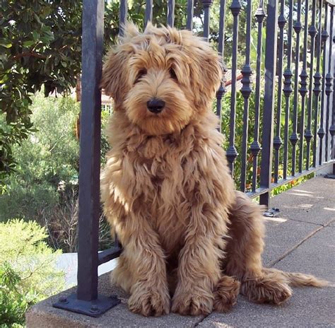 See more of australian labradoodle puppies on facebook. Beau Monde breeding the finest Australian Labradoodles in ...