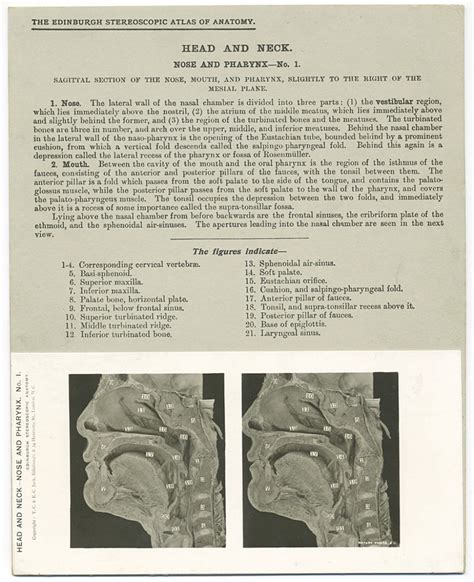 197 Sagittal Section Of The Nose Mouth And Pharynx The Edinburgh