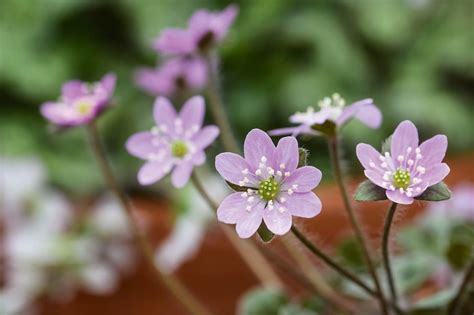 Hepatica How To Plant Grow And Care For Hepatica Gardens Illustrated