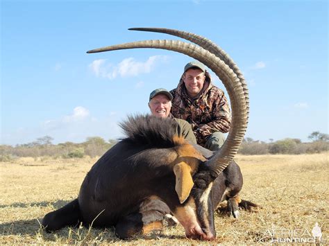 46 Inch Sable Hunt South Africa