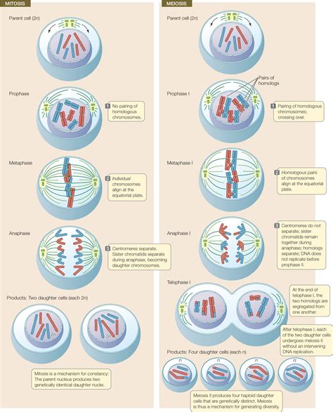 🎉 Compare The Products Of Mitosis With Meiosis What Are The Products