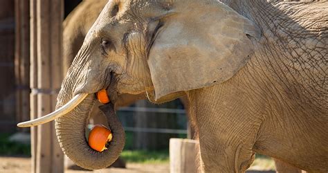 A big elephant can eat up to 600 pounds of food a day! Ask the Expert: How much do elephants eat?| Cleveland ...