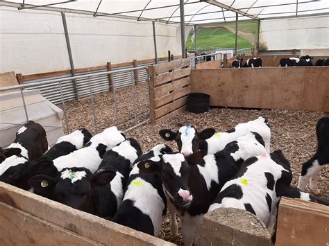 Rearing 500 Calves With 2 Mortality On A Calf Unit In New Zealand