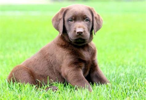 Ruff labradors is a loving family that breeds & nurtures the finest possible chocolate, yellow, & black labrador puppies in california. Chocolate Lab Puppies For Sale!!! | Labrador Retriever ...