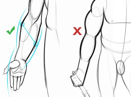 Anatomy drawing critiques the lower back youtube. How To Draw Forearms - Arm Anatomy for Artists | Proko
