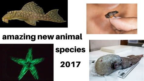 Amazing New Animal Species Discovered In 2017 In Pictures Youtube