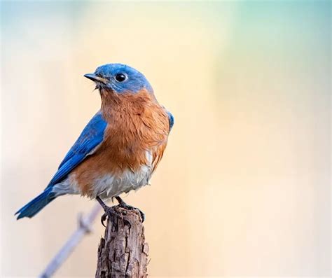 How To Attract Bluebirds To Your Backyard Birds Tracker