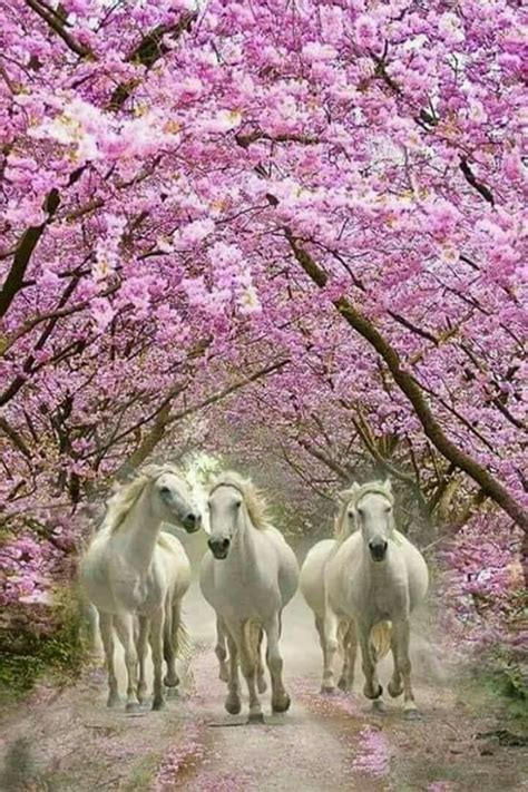 Three White Horses Walking Down A Dirt Road With Pink Flowers On The
