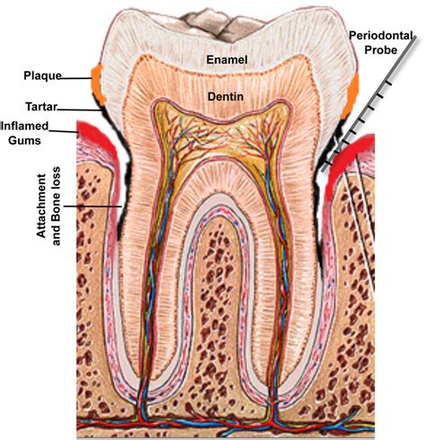 roots of teeth diagram