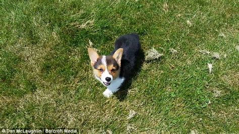 Corgi Puppy Beau Escapes Over A Fence In Grand Getaway Daily Mail Online