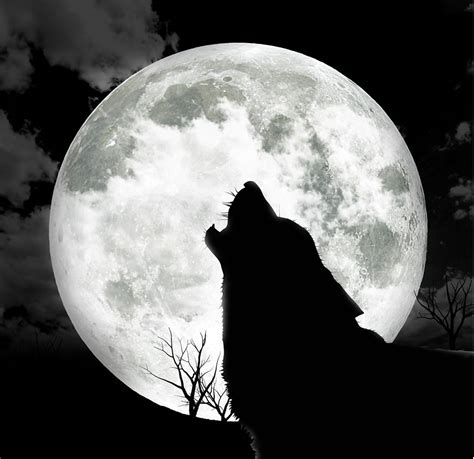 But november's full moon is far from if the moon's tugging affected the human body, one might presume we'd be off balance at least twice a studies of full moon effects. Does the Full Moon Affect Us? - SiOWfa13: Science in Our ...