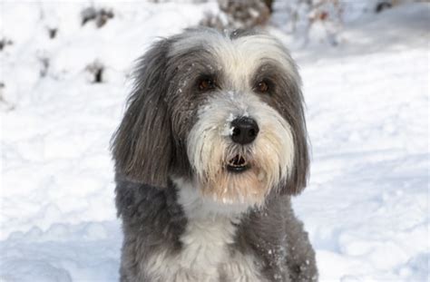 Top 8 Shaggy Dog Breeds Bechewy