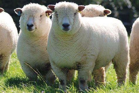 Ryeland Sheep Dorset Sheep Australian Sheep Sheep Breeds