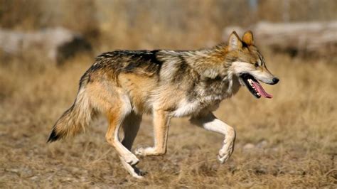 Mexican Gray Wolf Roaming Near Flagstaff Captured Relocated