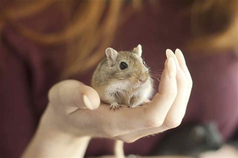 Pin By Christy Hulsey On Gerbil Gerbil Pets Gerbil Cute Animals