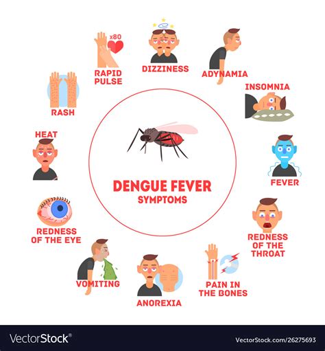 Dengue Fever Symptoms Information Banner Template Vector Image