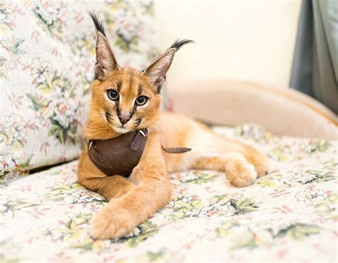 The Most Popular—and Expensive—exotic Cat Breeds In The World