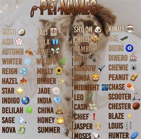 Shih Tzu Names 200 Great Ideas For Your New Fluffy Puppy Artofit