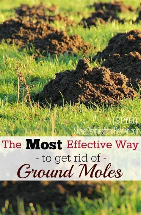 Do It Yourself Yard Mole Removal Howto Hart