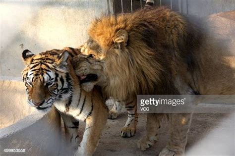 Six Year Old Male Lion Zhuang Zhuang And Four Year Old Female Tiger News Photo Getty Images