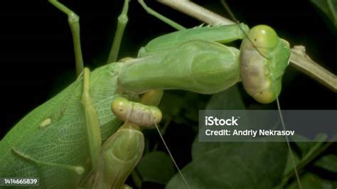 Mating Of Praying Mantises Close Up Of Male And Female Mantis Insect