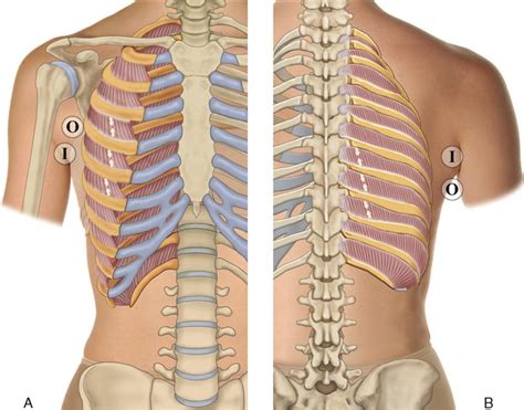Anatomy Rib Cage Posterior View Anterior View Of The Skeleton Of The