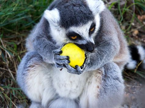 Ring Tailed Lemur Eats Fruit Stock Photo Image Of Safari Rods 230518144