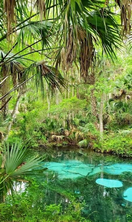 Fern Hammock Springs 🌴 Nature Trail To Bubbling Springs Alligator