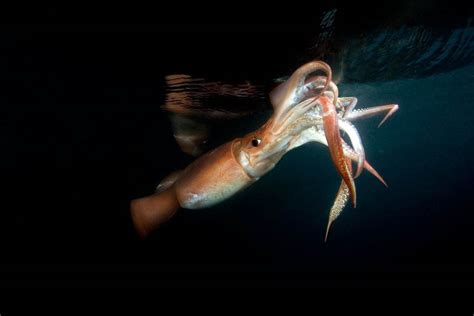 Learn more about Humboldt Squid - The Scuba News