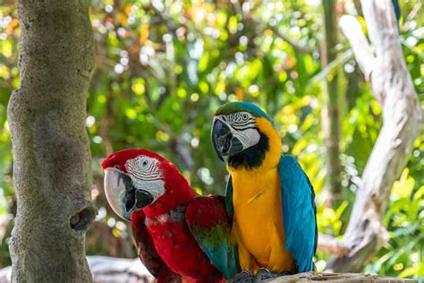25 Interesting Facts And Information About Parrots For Kids