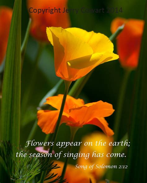 Bright Golden Poppy Flower Bible Verse Photography Prints And