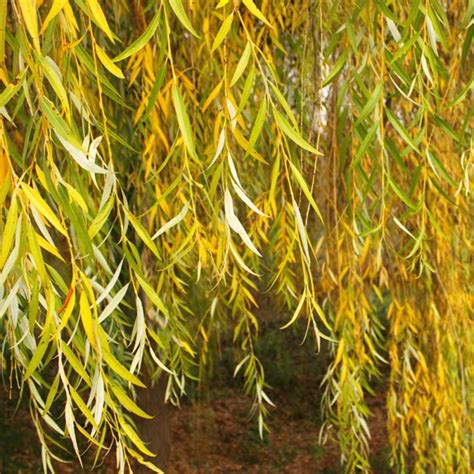 Buy Salix Chrysocoma Golden Weeping Willow Tree 1012cm