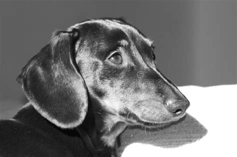 Miniature Dachshund Dog Stock Image Image Of Puppy 169832759