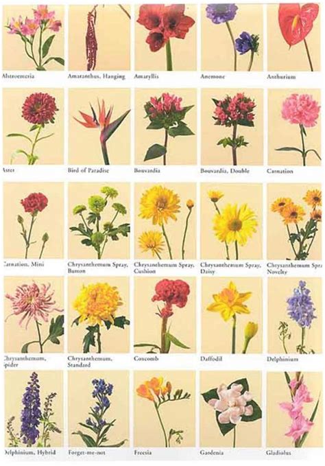 √ Flowers Pictures And Names