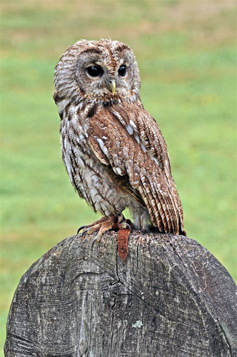 Filewaldkauz Strix Aluco Linnaeus 1785 Wikimedia Commons