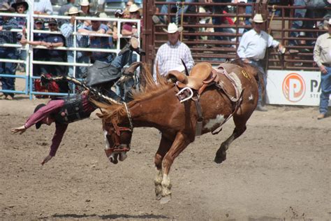 Miles City Mt Annual Bucking Horse Sale Rodeo Life Horses For Sale