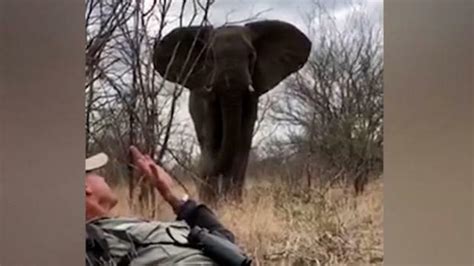 VIDEO Ce guide de safari se retrouve nez à nez avec un éléphant sauvage Quimper maville