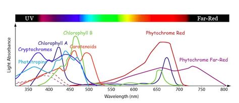 Action Spectrum Vs Absorption Spectrum Know The Differences