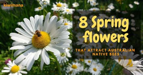 Flowers that attract bees nz. 8 Spring Flowers That Attract Australian Native Bees